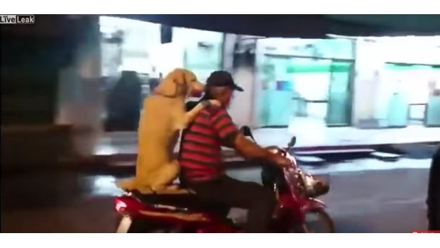 perro en moto