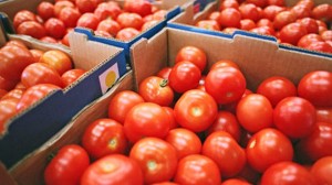 Tomate