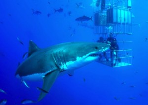 isla-guadalupe-un-recinto-clave-para-conservar-al-tiburon-blanco-696x492