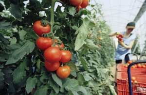 tomato-