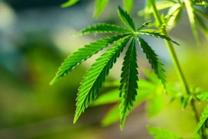 Mexico-cannabis-regulation-CBD-law-food-and-supplements-COFEPRIS_wrbm_large
