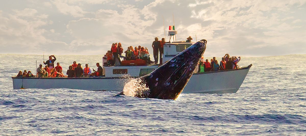 avistamiento-ballenas-bajacalifornia-1200x536