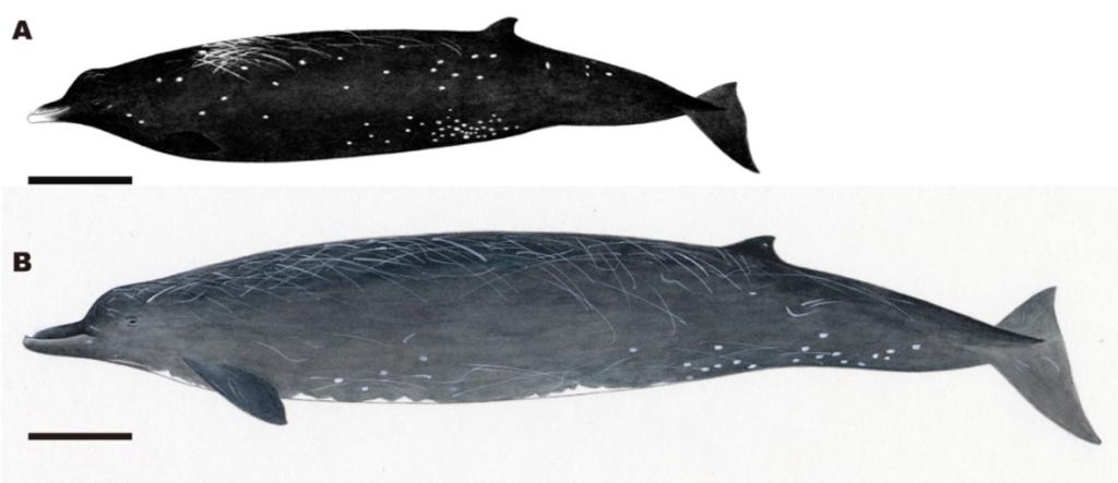descubren-japon-ballena-negra-especie-1