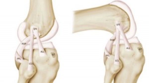 el_ligamento_anterolateral_foto_cortesixa_bbc.jpg_1026485750