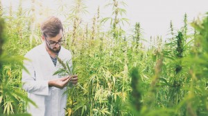 diferencias-entre-thc-y-cbd-foto