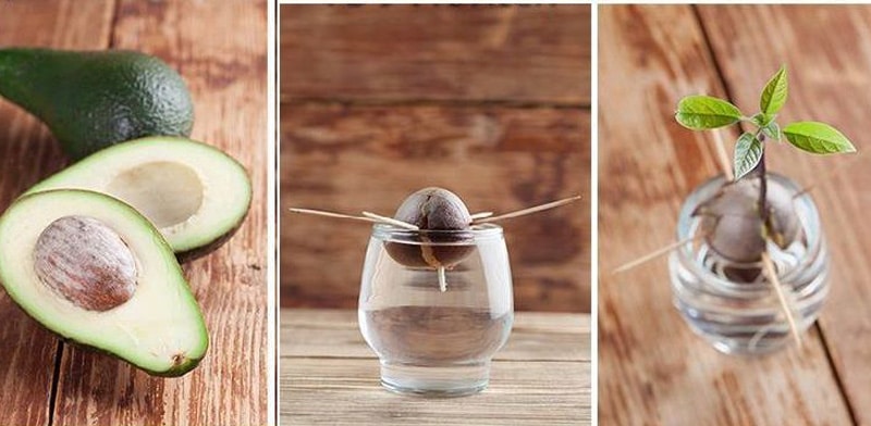aguacate