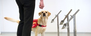 Perros detectores de covid19