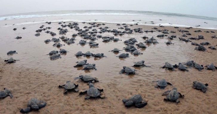 tortu