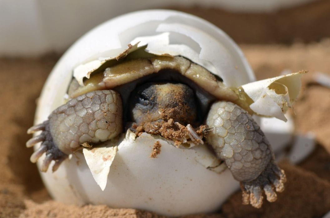 tortug