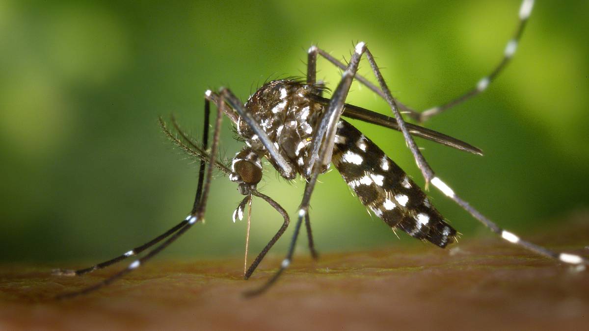 mosqui