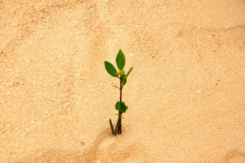 plant