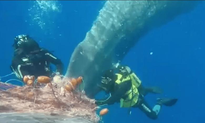 ballena