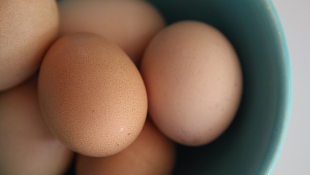 egg