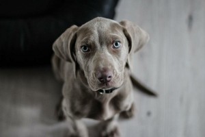 perro-gris-1024x683