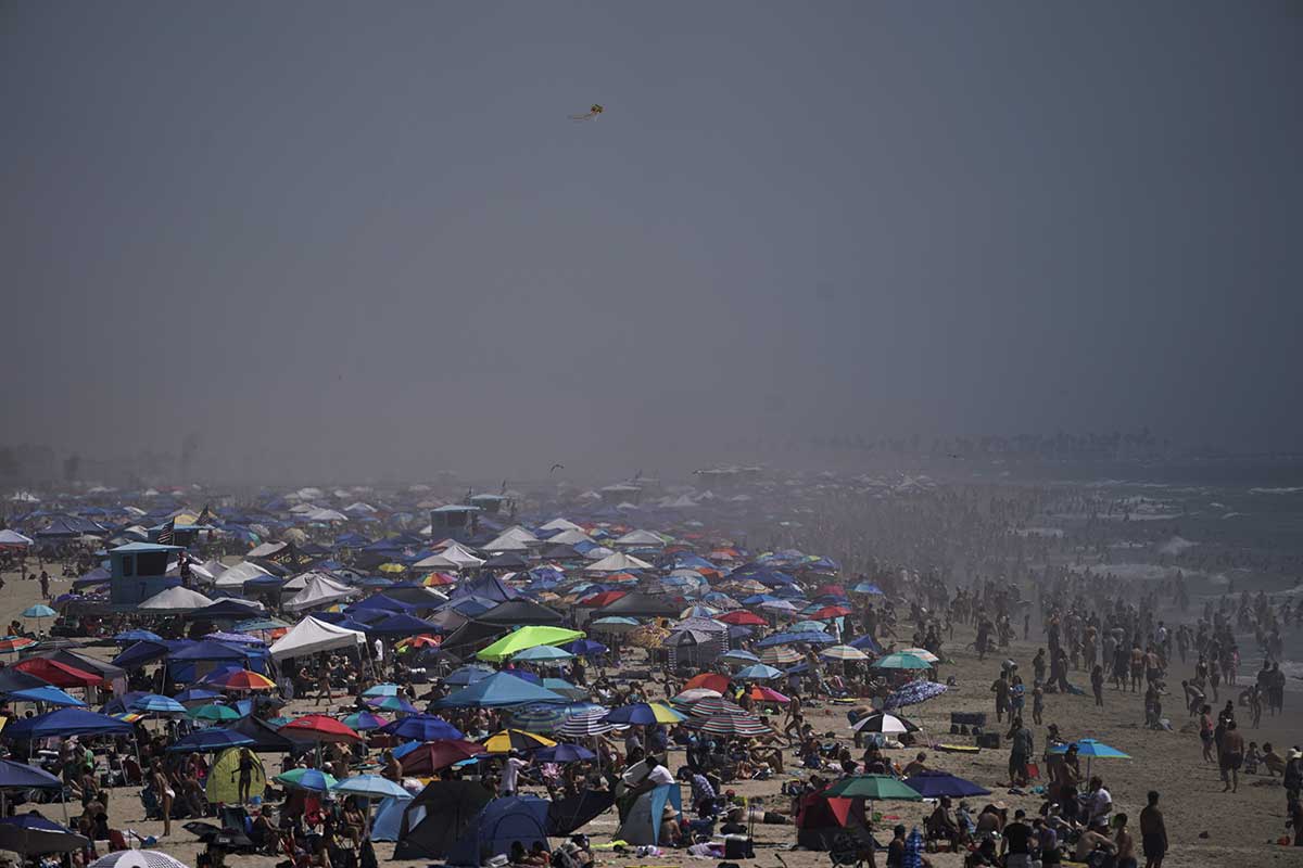 plasha