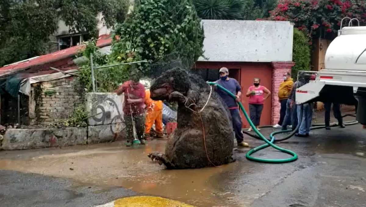 rata-gigante-drenaje-cdmx-video-magdalena-contreras