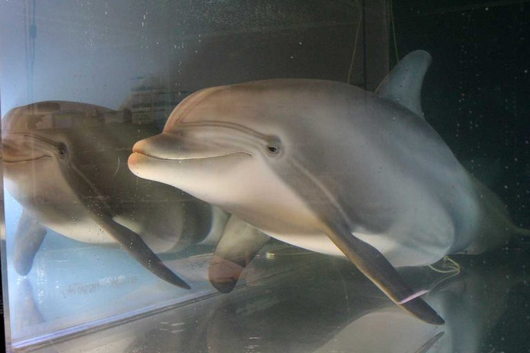 delfin