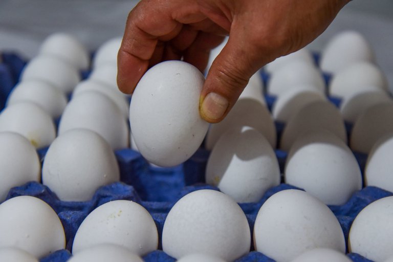 egg