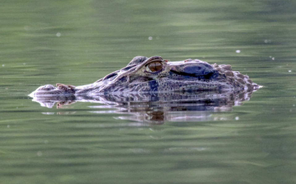 caimanes-regeneran-colas-pequenos-reptiles_0_11_500_312