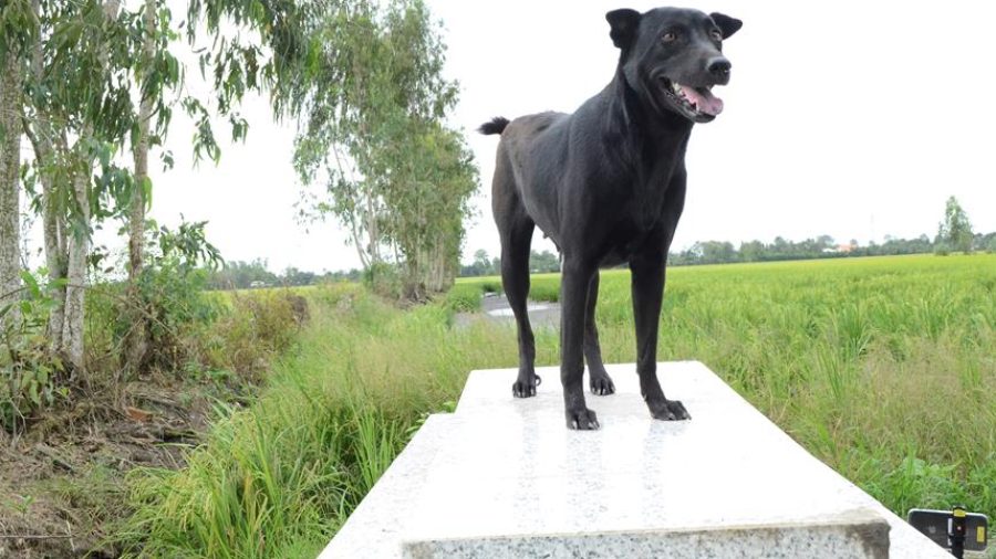 perro