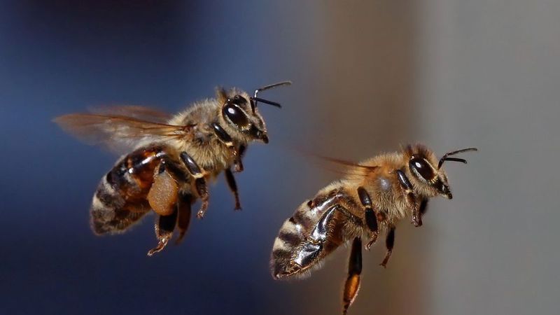 abejas