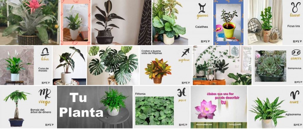Las plantas segun tu signo