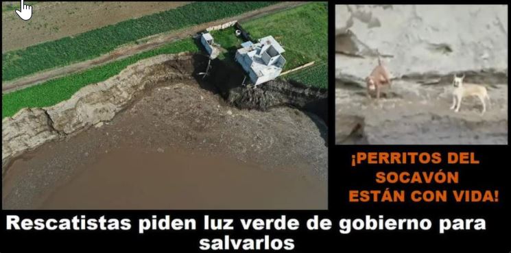 Socavon - Búsqueda de perros