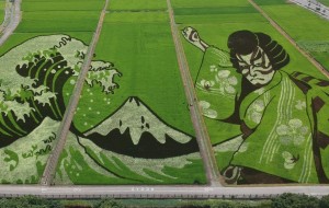 Vista aérea de la obra de arte realizada en campos que utilizan varios tonos de plantas de arroz, en la ciudad de Gyoda, prefectura japonesa de Saitama,