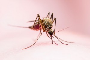 El mosquito Aedes aegypti caza al amanecer y al atardecer, utilizando todos sus sentidos para encontrar sangre.