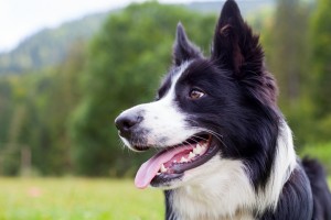 border-collie