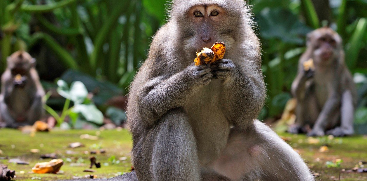 los-macacos-comen-bananas-durante___VtqN5-3sA_1256x620__1