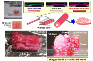 Diagrama del proceso usado por los científicos para cultivar la carne en el laboratorio