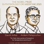 Otorgan Nobel de Medicina 2021 a descubridores de receptores para la temperatura y el tacto