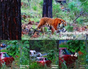 El tigre de Bengala -Turismo rural de Jalisco - Foto Facebook