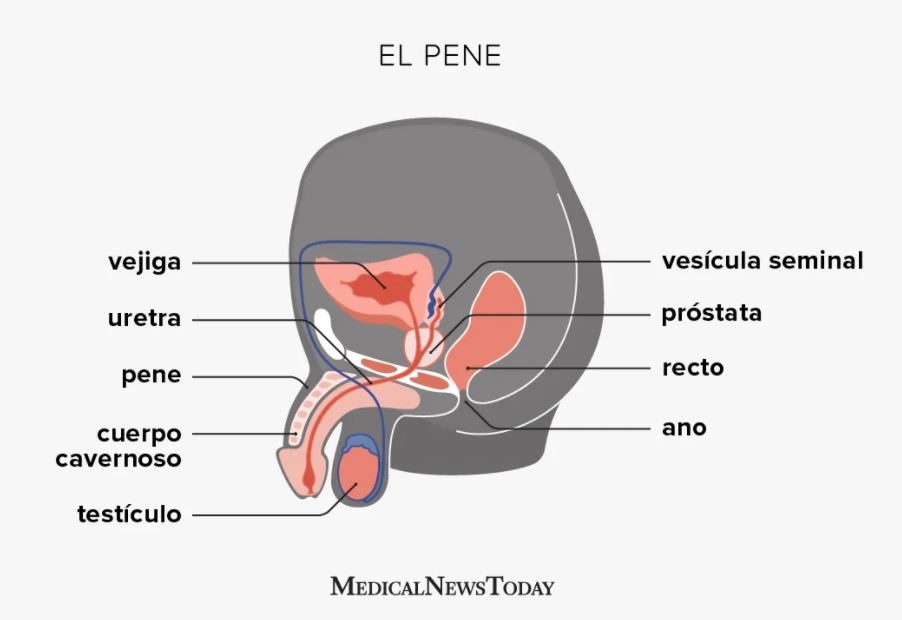 El pene