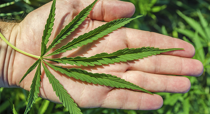 Cannabis