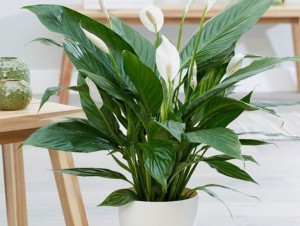 Esaptifilo - Terra.com