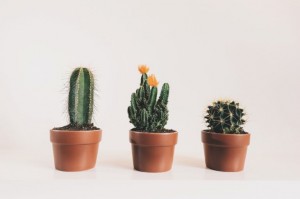 Cactus Maceta - Terra.com