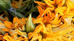 Gastrolabweb.com - flor calabaza