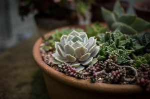 Planta - Terra.com