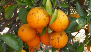 Fruta -- Valencia Fruits