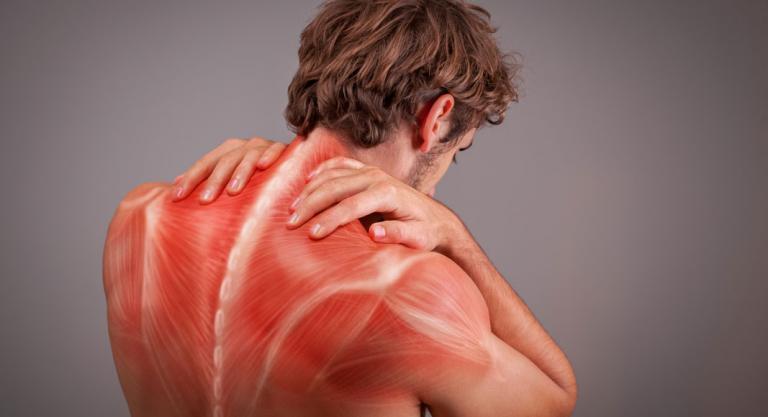 Nudo Muscular - Fisiolition