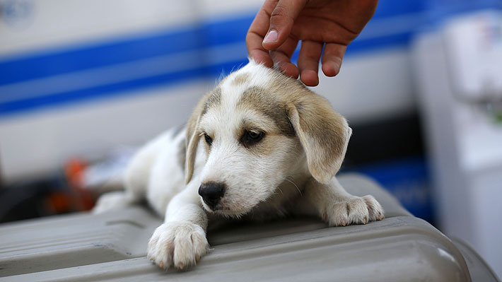 Perros Lloran - Emol.com