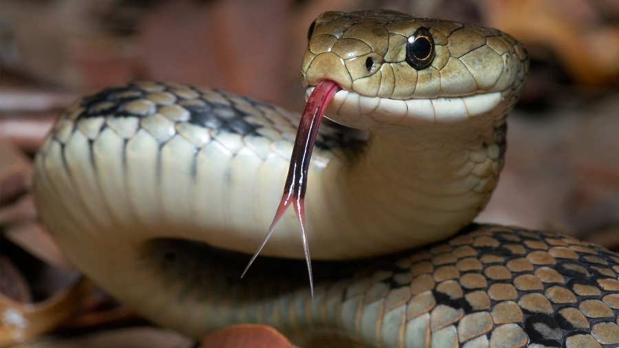 Serpiente - Discovery