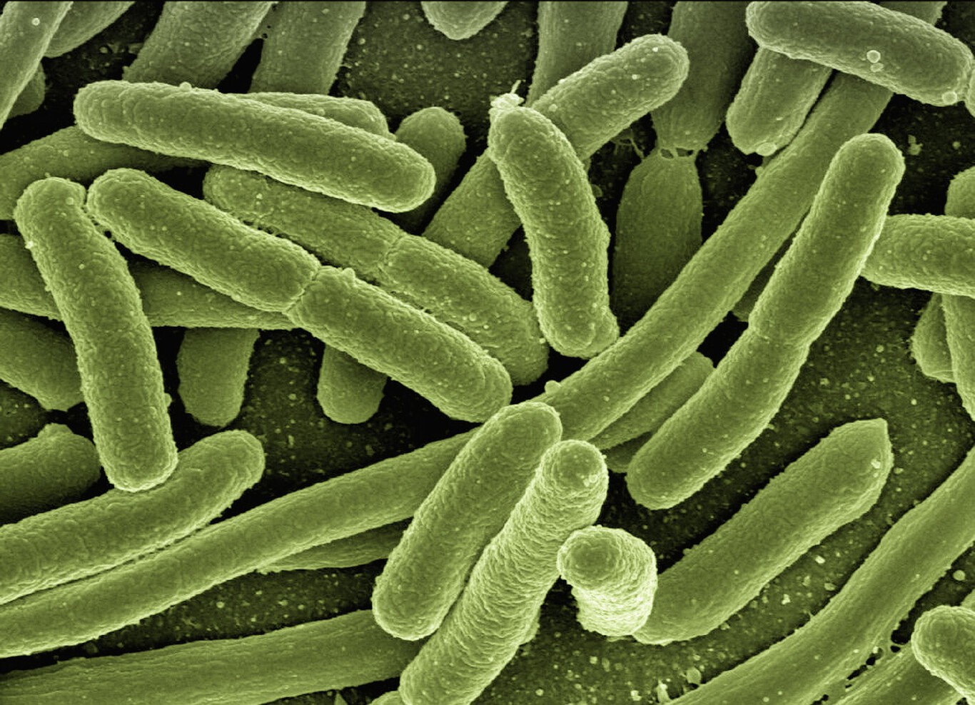 Bacterias - Xataka