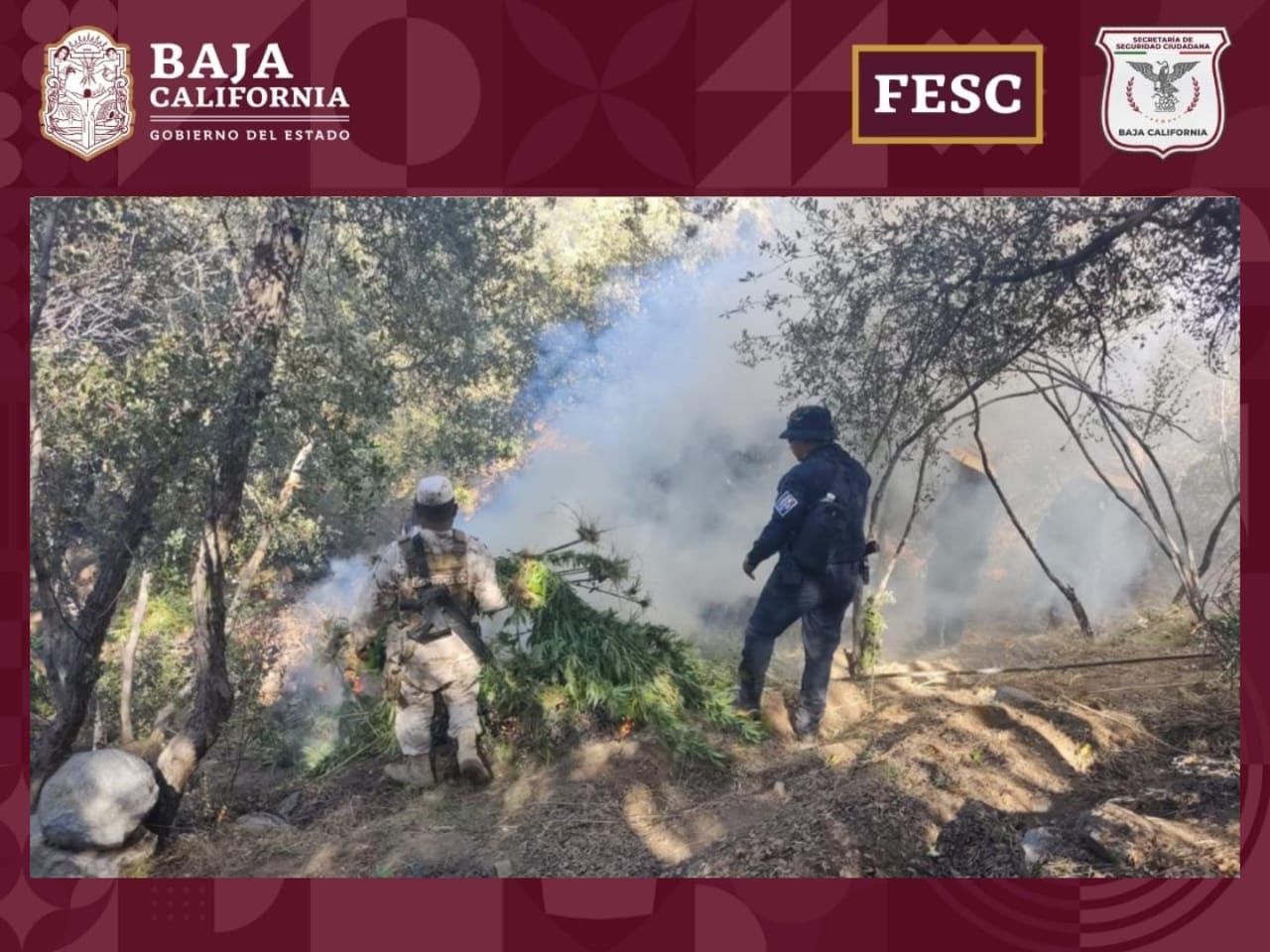 Ensenada marihuana - DiarioTijuana.com