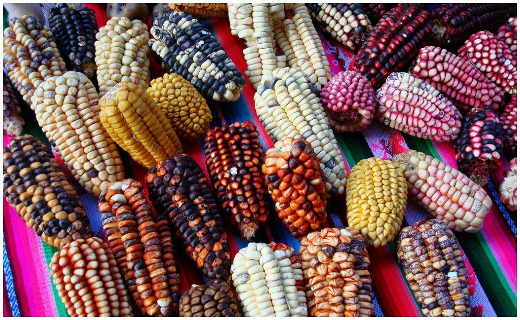 feria-del-elote - Mxcity.com