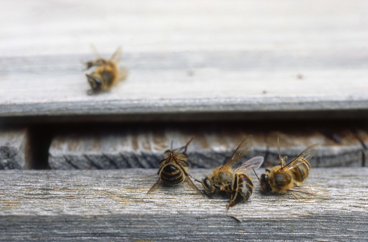 Abejas NGespañol.com