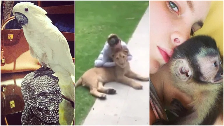 Belinda animales - Infobae