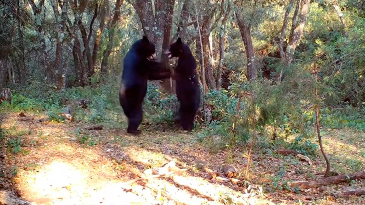 camara-oculta-capta-a-osos - unotv.com